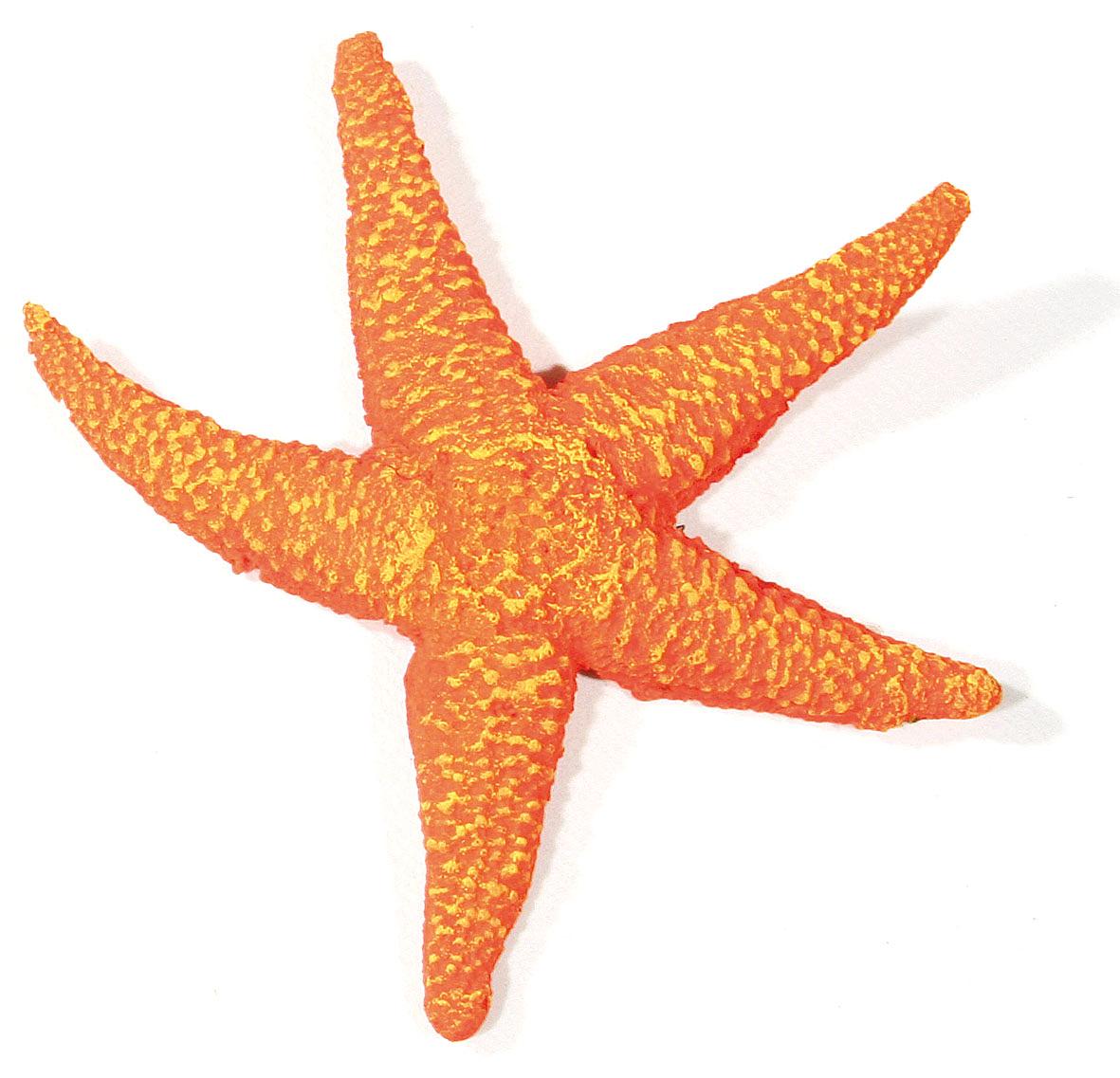 Amazonas Étoile de mer, orange