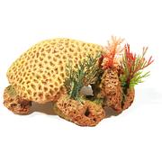 Amazonas Récif de corail jaune