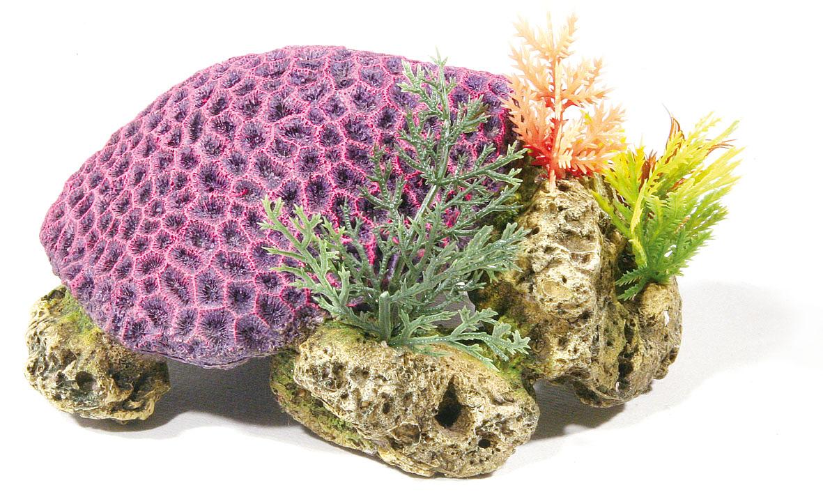 Amazonas Korallenriff violett