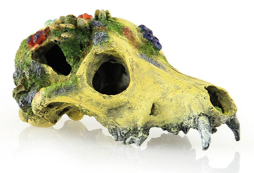Amazonas Crâne