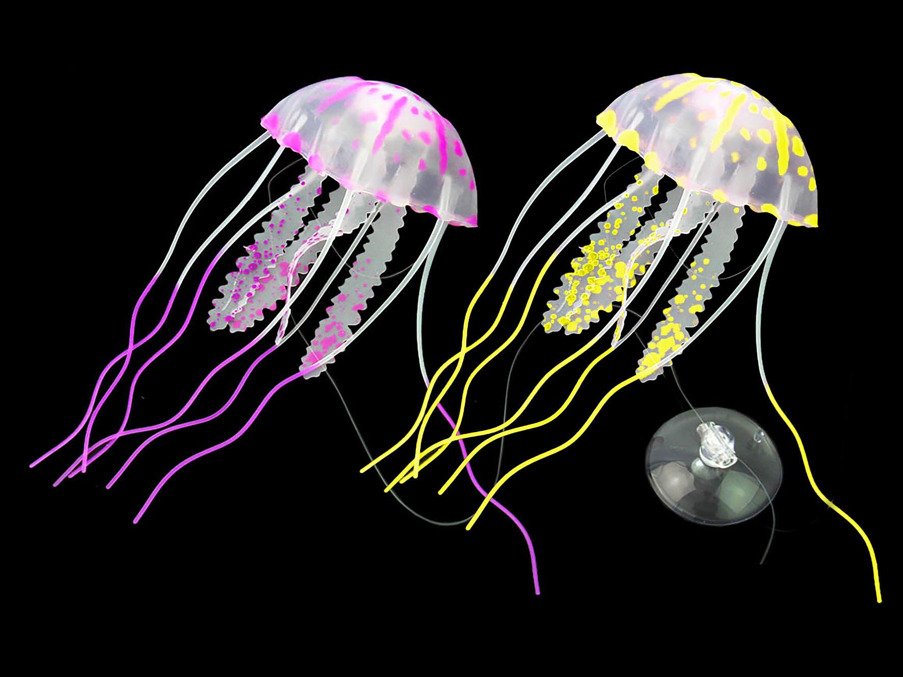 Amazonas méduse flottante