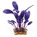 Amazonas Fantasy Plant VSB violette