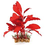 Amazonas Fantasy Plant VSB rouge