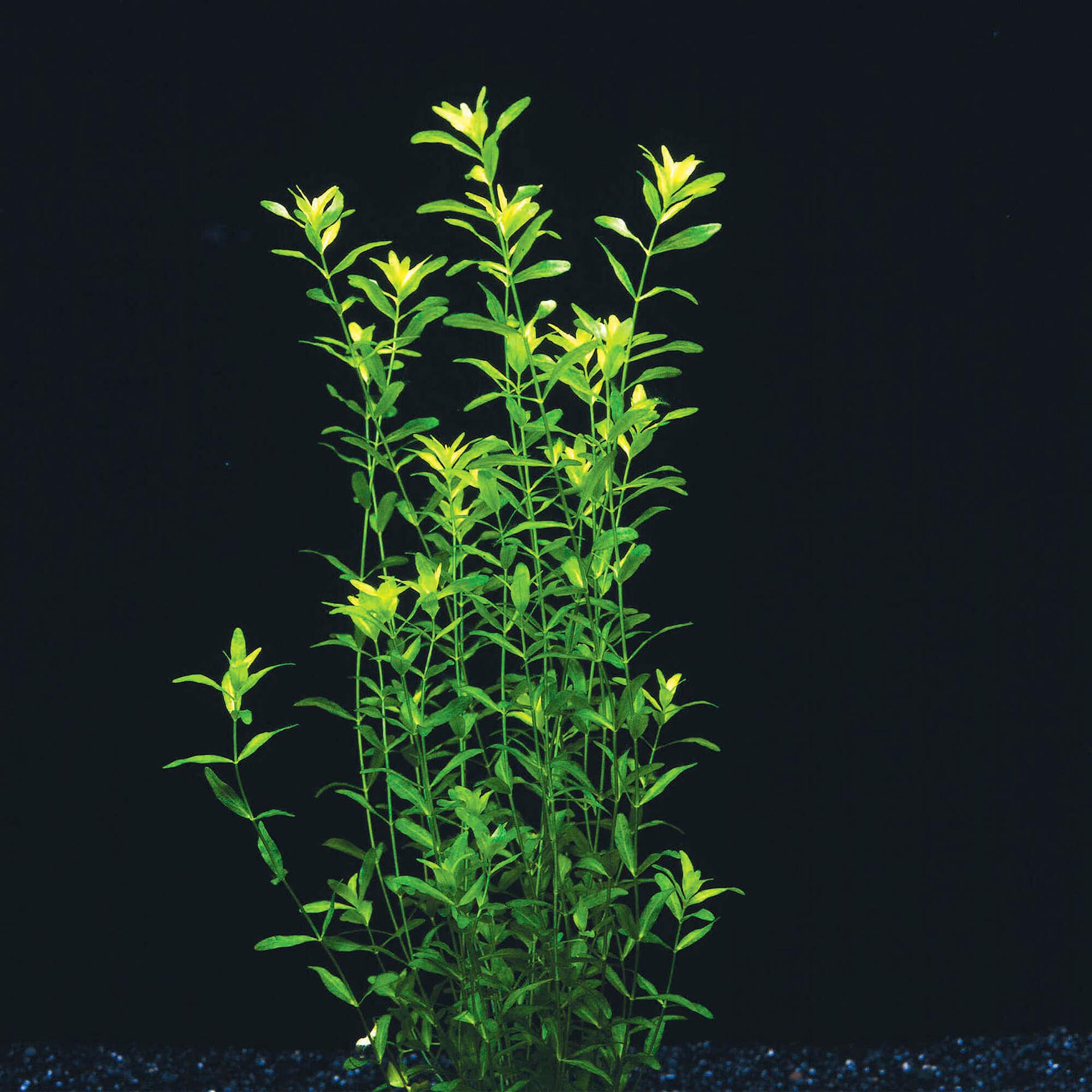 Petite herbe perlée
 Micranthemum Micranthemoides