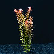 Rotala indienne
Rotala Indica