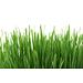 GimCat herbes à chats avec graines d’herbe d’orge naturelle