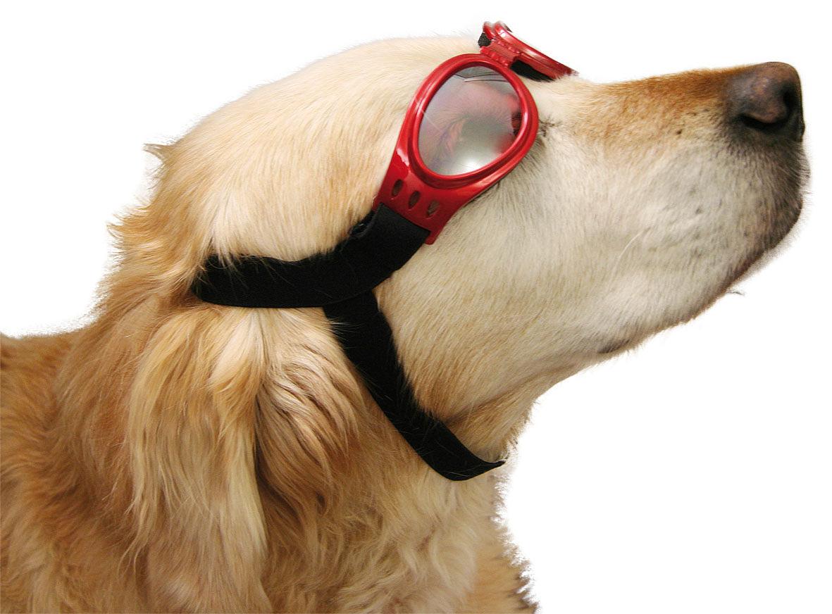 swisspet lunettes de protection pour chiens