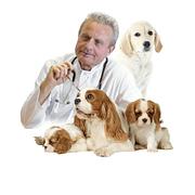 Nourriture vétérinaire chien