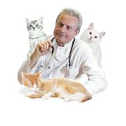 Nourriture vétérinaire chat